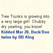 Text Box: Tree Trunks is growing into a very large girl!  Chubby dry yearling, you know!  Kidded Mar 28, Buck/Doe twins by BB KIng