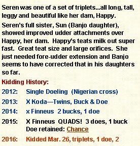 Text Box: Seren was one of a set of triplets...all long, tall, leggy and beautiful like her dam, Happy.  Serens full sister, Sun (Banjo daughter), showed improved udder attachments over Happy, her dam.  Happys teats milk out super fast.  Great teat size and large orifices.  She just needed fore-udder extension and Banjo seems to have corrected that in his daughters so far.Kidding History:Single Doeling  (Nigerian cross)X KodaTwins, Buck & Doe  x Finneus  2 bucks, 1 doe X Finneus  QUADS!  3 does, 1 buck Doe retained: ChanceKidded Mar. 26, triplets, 1 doe, 2 