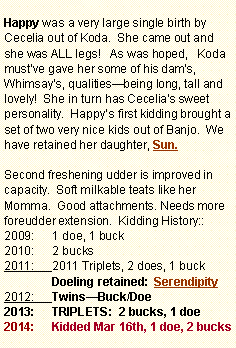 Text Box: Happy was a very large single birth by Cecelia out of Koda.  She came out and she was ALL legs!   As was hoped,   Koda mustve gave her some of his dams, Whimsays, qualitiesbeing long, tall and lovely!  She in turn has Cecelias sweet personality.  Happys first kidding brought a set of two very nice kids out of Banjo.  We have retained her daughter, Sun.Second freshening udder is improved in capacity.  Soft milkable teats like her Momma.  Good attachments. Needs more foreudder extension.  Kidding History::1 doe, 1 buck2 bucks2011 Triplets, 2 does, 1 buck Doeling retained:  SerendipityTwinsBuck/DoeTRIPLETS:  2 bucks, 1 doeKidded Mar 16th, 1 doe, 2 bucks
