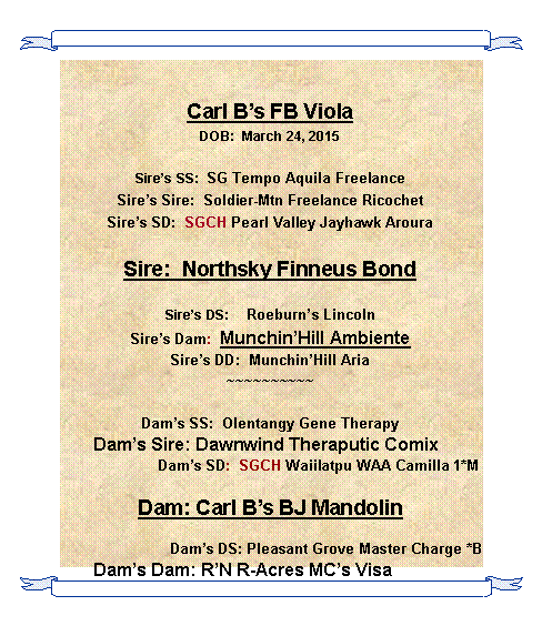 Text Box: Carl Bs FB ViolaDOB:  March 24, 2015Sires SS:  SG Tempo Aquila FreelanceSires Sire:  Soldier-Mtn Freelance RicochetSires SD:  SGCH Pearl Valley Jayhawk ArouraSire:  Northsky Finneus BondSires DS:    Roeburns LincolnSires Dam:  MunchinHill Ambiente Sires DD:  MunchinHill Aria~~~~~~~~~~Dams SS:  Olentangy Gene Therapy            Dams Sire: Dawnwind Theraputic Comix                                    Dams SD:  SGCH Waiilatpu WAA Camilla 1*MDam: Carl Bs BJ Mandolin                           Dams DS: Pleasant Grove Master Charge *B            Dams Dam: RN R-Acres MCs Visa