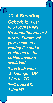 Horizontal Scroll: 2016 Breeding Schedule  FOR RESERVATIONS: No commitments or $ down.  Simply get your name on a waiting list and be contacted as the babies become available!  1 buck ERanch 2 doelings—BP1 buck—TC1—2 does MO1 doe WL