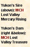 Text Box: Yukons Sire (above): MCH Lost Valley Mercury RisingYukons Dam (right &below): MCH Lost Valley Treasure