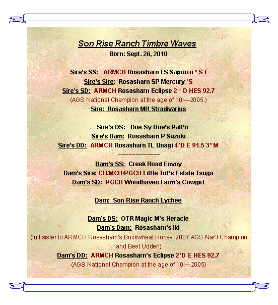 Text Box: Son Rise Ranch Timbre Waves	Born: Sept. 26, 2010 Sires SS:   ARMCH Rosasharn FS Saporro * S ESires Sire:  Rosasharn SP Mercury *SSires SD:  ARMCH Rosasharn Eclipse 2 * D HES 92.7(AGS National Champion at the age of 10!2005.)Sire:  Rosasharn MR Stradivarius                               Sires DS:   Doe-Sy-Does PattnSires Dam:  Rosasharn P SuzukiSires DD:  ARMCH Rosasharn TL Unagi 4*D E 91.5 3* M ~~~~~~~~~~~~Dams SS:  Creek Road EnvoyDams Sire: CH/MCH/PGCH Little Tots Estate TsugaDams SD:  PGCH Woodhaven Farms Cowgirl Dam:  Son Rise Ranch LycheeDams DS:  OTR Magic Ms HeracleDams Dam:  Rosasharns Iki(full sister to ARMCH Rosasharns Buckwheat Honey, 2007 AGS Narl Champion and Best Udder!)Dams DD:  ARMCH Rosasharns Eclipse 2*D E HES 92.7(AGS National Champion at the age of 10!2005)