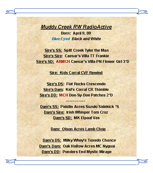 Text Box: Muddy Creek RW RadioActiveBorn:  April 9, 09Blue Eyed  Black and White  Sires SS:  Split Creek Tyler the ManSires Sire:  Caesars Villa TT Frankie             Sires SD:  ARMCH Caesars Villa PN Flower Girl 3*D Sire:  Kids Corral CVF Rewind Sires DS:  Flat Rocks CrescendoSires Dam:  Kids Corral CR Thimble Sires DD:  MCH Doe-Sy-Doe Patches 2*D ~~~~~~~~~        Dams SS:  Piddlin Acres Suzuki Sidekick *SDams Sire:  Irish Whisper Tom Cruz Dams SD:  MK Elpaal Vas    Dam:  Olson Acres Lamb Chop       Dams DS:  Milky Wheys Tuxedo Chance  Dams Dam:  Oak Hollow Acres MC Nyguai Dams DD:  Ponders End Mystic Mirage