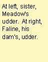 Text Box: At left, sister, Meadows udder.  At right, Faline, his dams, udder.  