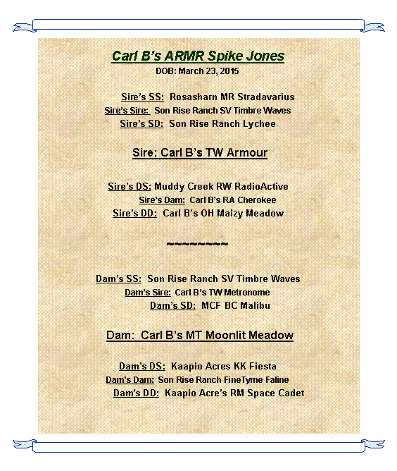 Text Box: Carl Bs ARMR Spike JonesDOB: March 23, 2015       Sires SS:  Rosasharn MR StradavariusSires Sire:   Son Rise Ranch SV Timbre WavesSires SD:  Son Rise Ranch Lychee Sire: Carl Bs TW ArmourSires DS: Muddy Creek RW RadioActive         Sires Dam:  Carl Bs RA CherokeeSires DD:  Carl Bs OH Maizy Meadow~~~~~~~~Dams SS:  Son Rise Ranch SV Timbre WavesDams Sire:  Carl Bs TW Metronome         Dams SD:  MCF BC Malibu Dam:  Carl Bs MT Moonlit MeadowDams DS:  Kaapio Acres KK FiestaDams Dam:  Son Rise Ranch FineTyme Faline        Dams DD:  Kaapio Acres RM Space Cadet