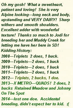 Text Box: Oh my gosh!  What a sweetheart, patient and loving!  She is very Alpine lookinglong neck and body, upstanding and VERY DAIRY!  Sharp withers and smooth shoulders.  Excellent udder with wonderful texture!  Thanks so much to Jodi for breeding her and Muddy Creek for letting me have her here in SD!  Kidding History: 2008Triplets  2 does, 1 buck.2009Triplets2 does, 1 buck2010Triplets2 does, 1 buck 2011Triplets2 does, 1 buck2012 Triplets, 2 bucks, 1 doe. 2013X METROQUADS!  2 does, 2 bucks  Retained Meadow and Johnny On The Spot2014lost one doe.  Accidental breeding, didnt expect her to kid.  :(
