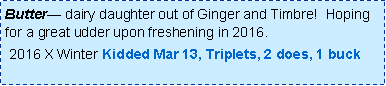 Text Box: Butter dairy daughter out of Ginger and Timbre!  Hoping for a great udder upon freshening in 2016.   2016 X Winter Kidded Mar 13, Triplets, 2 does, 1 buck 
