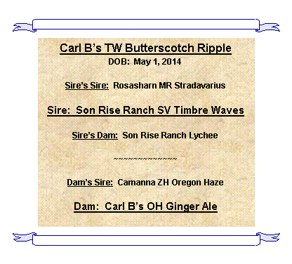 Text Box: Carl Bs TW Butterscotch RippleDOB:  May 1, 2014Sires Sire:  Rosasharn MR StradavariusSire:  Son Rise Ranch SV Timbre WavesSires Dam:  Son Rise Ranch Lychee~~~~~~~~~~~~~Dams Sire:  Camanna ZH Oregon HazeDam:  Carl Bs OH Ginger Ale