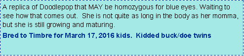 Text Box: A replica of Doodlepop that MAY be homozygous for blue eyes. Waiting to see how that comes out.  She is not quite as long in the body as her momma, but she is still growing and maturing.  Bred to Timbre for March 17, 2016 kids.  Kidded buck/doe twins