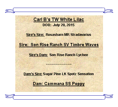 Text Box: Carl Bs TW White LilacDOB:  July 20, 2015Sires Sire:  Rosasharn MR StradavariusSire:  Son Rise Ranch SV Timbre WavesSires Dam:  Son Rise Ranch Lychee~~~~~~~~~~~~~Dams Sire: Sugar Pine LK Spotz SensationDam: Cammana SS Poppy