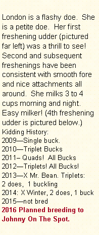 Text Box: London is a flashy doe.  She is a petite doe.  Her first freshening udder (pictured far left) was a thrill to see!  Second and subsequent freshenings have been consistent with smooth fore and nice attachments all around.  She milks 3 to 4 cups morning and night.Easy milker! (4th freshening udder is pictured below.)Kidding History:2009Single buck. 2010Triplet Bucks2011 Quads!  All Bucks2012Triplets! All Bucks!2013X Mr. Bean. Triplets:2 does,  1 buckling  2014: X Winter, 2 does, 1 buck2015not bred2016 Planned breeding to Johnny On The Spot.   