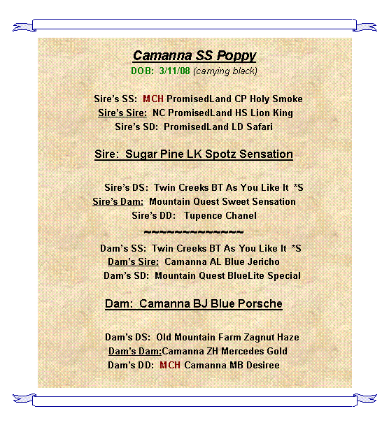 Text Box: Camanna SS PoppyDOB:  3/11/08 (carrying black)    Sires SS:  MCH PromisedLand CP Holy Smoke Sires Sire:  NC PromisedLand HS Lion KingSires SD:  PromisedLand LD Safari Sire:  Sugar Pine LK Spotz Sensation          Sires DS:  Twin Creeks BT As You Like It  *SSires Dam:  Mountain Quest Sweet SensationSires DD:   Tupence Chanel~~~~~~~~~~~~~      Dams SS:  Twin Creeks BT As You Like It  *SDams Sire:  Camanna AL Blue Jericho      Dams SD:  Mountain Quest BlueLite Special Dam:  Camanna BJ Blue Porsche       Dams DS:  Old Mountain Farm Zagnut Haze   Dams Dam:Camanna ZH Mercedes GoldDams DD:  MCH Camanna MB Desiree