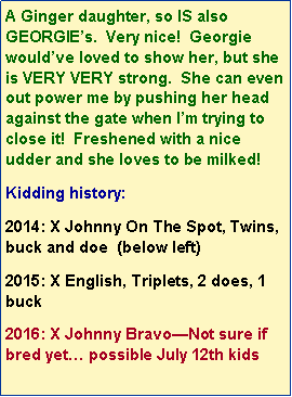 Text Box: A Ginger daughter, so IS also GEORGIEs.  Very nice!  Georgie wouldve loved to show her, but she is VERY VERY strong.  She can even out power me by pushing her head against the gate when Im trying to close it!  Freshened with a nice udder and she loves to be milked!  Kidding history:2014: X Johnny On The Spot, Twins, buck and doe  (below left)2015: X English, Triplets, 2 does, 1 buck2016: X Johnny BravoNot sure if bred yet possible July 12th kids