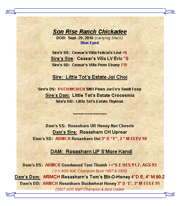 Text Box: Son Rise Ranch ChickadeeDOB:  Sept. 29, 2010 (carrying black)Blue Eyed Sires SS:  Ceasars Villa Felicias Levi +SSires Sire:  Ceasars Villa LV Eric *SSires SD:  Ceasars Villa Pons Ebony 7*DSire:  Little Tots Estate Joi ChoiSires DS:  PGCH/MCH/CH SM3 Pines JurEns Swell Foop  Sires Dam:  Little Tots Estate CrocosmiaSires DD:  Little Tots Estate Thymus~~~~~~~~~~~~Dams SS:  Rosasharn UR Honey Nut CheerioDams Sire:  Rosasharn CH UproarDams SD:  ARMCH Rosasharn Uni 3* D E, 2 * M EEEV 90  DAM:  Rosasharn UP SMore Kandi Dams DS:  ARMCH Goodwood Tom Thumb ++*S E HES 91.7, AGS 93( 2 X AGS Nat. Champion Buck 1997 & 2000)Dams Dam:  ARMCH Rosasharns Toms Bit-O-Honey 4*D E, 4* M 90.2 Dams DD:  ARMCH Rosasharn Buckwheat Honey 3* D E, 3* M EEEE 91(2007 AGS Natl Champion & Best Udder) 